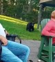 Black Bear Snoops Around Campsite