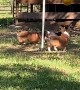 Corgis Have a Blast with Tetherball
