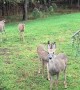 Herd of Deer Say Hello