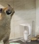 Feisty Caracal Caught Trying to Sneak Snacks
