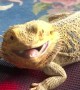 Bearded Dragon Enjoys Back Massager
