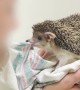 Hedgehog Plays Tug of War