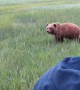 Extremely Close Encounter With Mamma Grizzly and Her Cubs