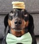 Biscuit Stack Balances Skilfully on Doggy's Head