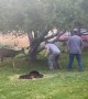 Wildlife officials free deer from backyard hammock