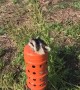 Raccoon Rescued in Hayfield