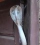 Cobra Settles in Doorway