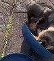 Puppy Curls Up in Water Bowl