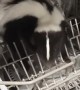 Skunk Caught Climbing into Dishwasher