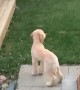 Goldendoodle\'s crazy bark sounds like she\'s laughing