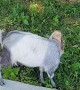 Greedy Goat Gets Head Stuck In Food Box