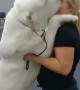 Gigantic dog just want kisses from owner