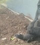 Golden Moment Captured on Camera as Gorilla Mimics Boy