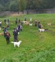 Golden Retriever Gathering in Scotland