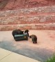 Bear-Proof Bins Thwart Bears