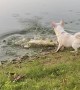Chihuahua is too Small to Stop Large Released Bass