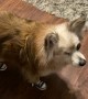 Pompom Pup is Excellent Tap Dancer