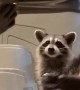 Friendly Raccoon Family Chomps on Grapes