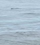 Crocodile Floats in Gentle Waves