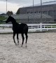 Excited Foal Runs Straight Into Fence