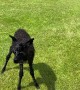 Newborn Cria Takes Her First Steps