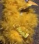 Kiddo in an Adorable Big Bird Halloween Costume