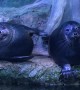 Seal Pokes at Pal