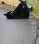 Mama Bear and Cub Wrestle in Road