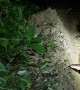 Large Bushmaster Snake Spotted at Night