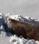 Golden Retriever Burrows in the Snow Like a Bunny