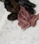 Parasite Pops Out of Dead Spider