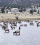 Elk Herd Hangs Out at Lake Estes