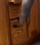 Cat's Climb Ends in Suspended Surprise