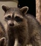 Raccoons Take Treats From Fork