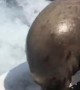 Pancho the Seal Eats Leftover Bait