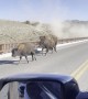 Bison Stampede Across Bridge in Yellowstone National Park