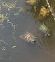 Turtles Surround Baby Alligator