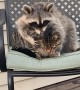 Raccoon and Cat are Best Cuddle Buddies
