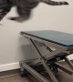 Adventurous cat tries to jump on table, fails hilariously  