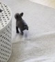 Puppy French Bulldog Chases Rottweilers