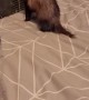 Ferret Acts Fierce with Water Bottle