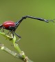 Giraffe Weevil in Madagascar