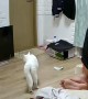 Cat Ninja Kicks Reflective Threat in TV