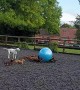 Dachshund Pack Plays With Giant Ball