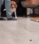Beagle Bruno Does Handstands on Command