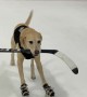 Ice Skating Dog Tap Dances Across Arena
