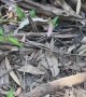 Sneaky Red Belly Black Snake Hides in Riverbank