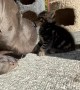 Large Dog Shows Love to Tiny Kitten