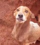 Three-Pawed Dog Dug Hole for Puppies