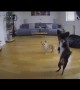 Dancing pup caught on doggy cam busting a move 